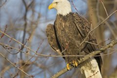 Bald Eagle, Haliaeetus leucocephalus