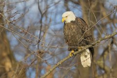 Bald Eagle, Haliaeetus leucocephalus