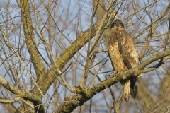 Bald Eagle, Haliaeetus leucocephalus