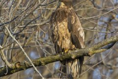 Bald Eagle, Haliaeetus leucocephalus