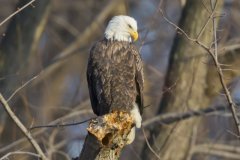 Bald Eagle, Haliaeetus leucocephalus