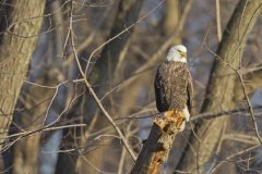 Bald Eagle, Haliaeetus leucocephalus