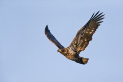 Bald Eagle, Haliaeetus leucocephalus