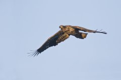 Bald Eagle, Haliaeetus leucocephalus