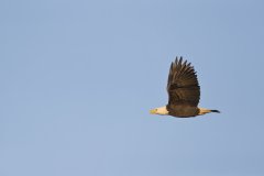 Bald Eagle, Haliaeetus leucocephalus