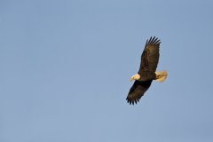 Bald Eagle, Haliaeetus leucocephalus