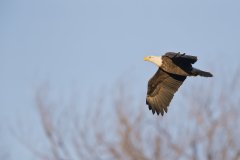 Bald Eagle, Haliaeetus leucocephalus