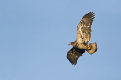 Bald Eagle, Haliaeetus leucocephalus