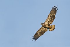 Bald Eagle, Haliaeetus leucocephalus