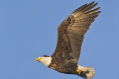 Bald Eagle, Haliaeetus leucocephalus