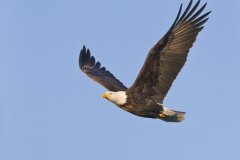 Bald Eagle, Haliaeetus leucocephalus