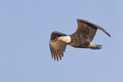 Bald Eagle, Haliaeetus leucocephalus