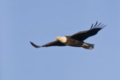 Bald Eagle, Haliaeetus leucocephalus