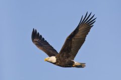 Bald Eagle, Haliaeetus leucocephalus