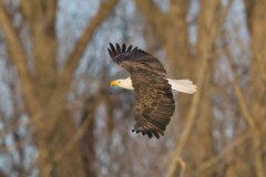 Bald Eagle, Haliaeetus leucocephalus