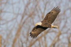 Bald Eagle, Haliaeetus leucocephalus