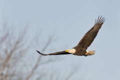 Bald Eagle, Haliaeetus leucocephalus