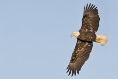 Bald Eagle, Haliaeetus leucocephalus