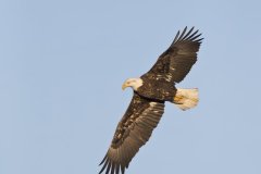 Bald Eagle, Haliaeetus leucocephalus