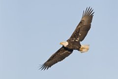 Bald Eagle, Haliaeetus leucocephalus