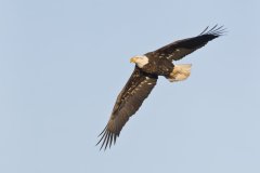 Bald Eagle, Haliaeetus leucocephalus