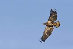 Bald Eagle, Haliaeetus leucocephalus