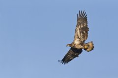 Bald Eagle, Haliaeetus leucocephalus