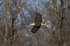 Bald Eagle, Haliaeetus leucocephalus