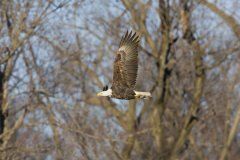 Bald Eagle, Haliaeetus leucocephalus