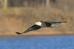 Bald Eagle, Haliaeetus leucocephalus