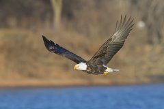 Bald Eagle, Haliaeetus leucocephalus