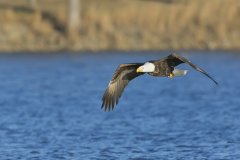 Bald Eagle, Haliaeetus leucocephalus