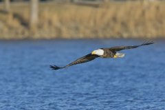 Bald Eagle, Haliaeetus leucocephalus