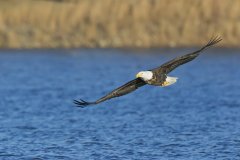 Bald Eagle, Haliaeetus leucocephalus