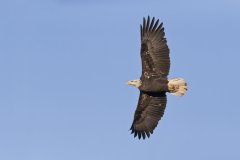 Bald Eagle, Haliaeetus leucocephalus