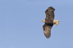 Bald Eagle, Haliaeetus leucocephalus