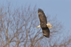 Bald Eagle, Haliaeetus leucocephalus