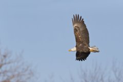 Bald Eagle, Haliaeetus leucocephalus