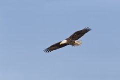 Bald Eagle, Haliaeetus leucocephalus