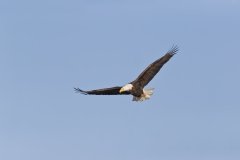 Bald Eagle, Haliaeetus leucocephalus