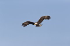 Bald Eagle, Haliaeetus leucocephalus