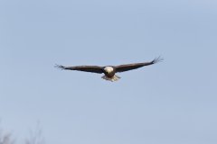 Bald Eagle, Haliaeetus leucocephalus