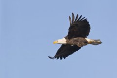 Bald Eagle, Haliaeetus leucocephalus