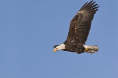 Bald Eagle, Haliaeetus leucocephalus