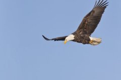 Bald Eagle, Haliaeetus leucocephalus