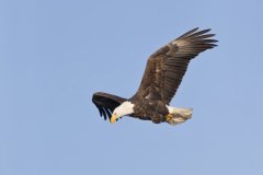 Bald Eagle, Haliaeetus leucocephalus