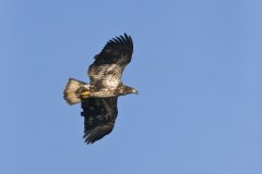 Bald Eagle, Haliaeetus leucocephalus