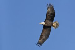 Bald Eagle, Haliaeetus leucocephalus