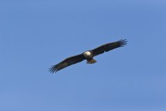 Bald Eagle, Haliaeetus leucocephalus