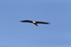 Bald Eagle, Haliaeetus leucocephalus